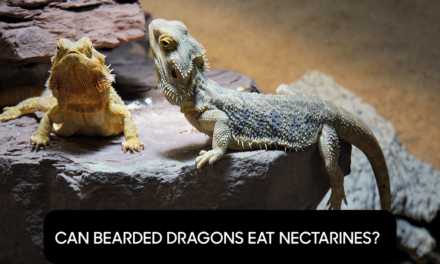 Can Bearded Dragons Eat Nectarines?