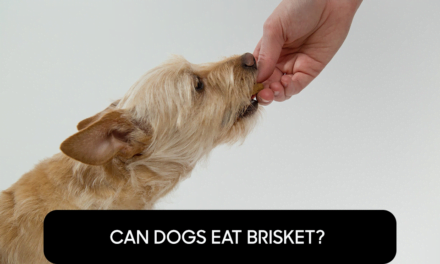 Can Dogs Eat Brisket?