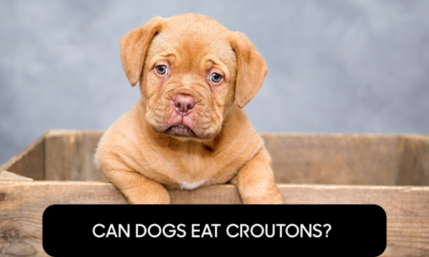 Can Dogs Eat Croutons?