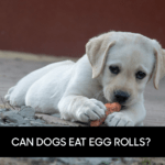 Can Dogs Eat Egg Rolls?