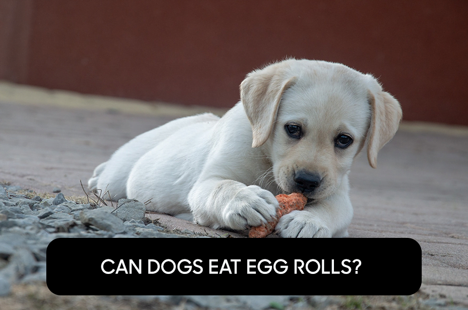 Can Dogs Eat Egg Rolls?