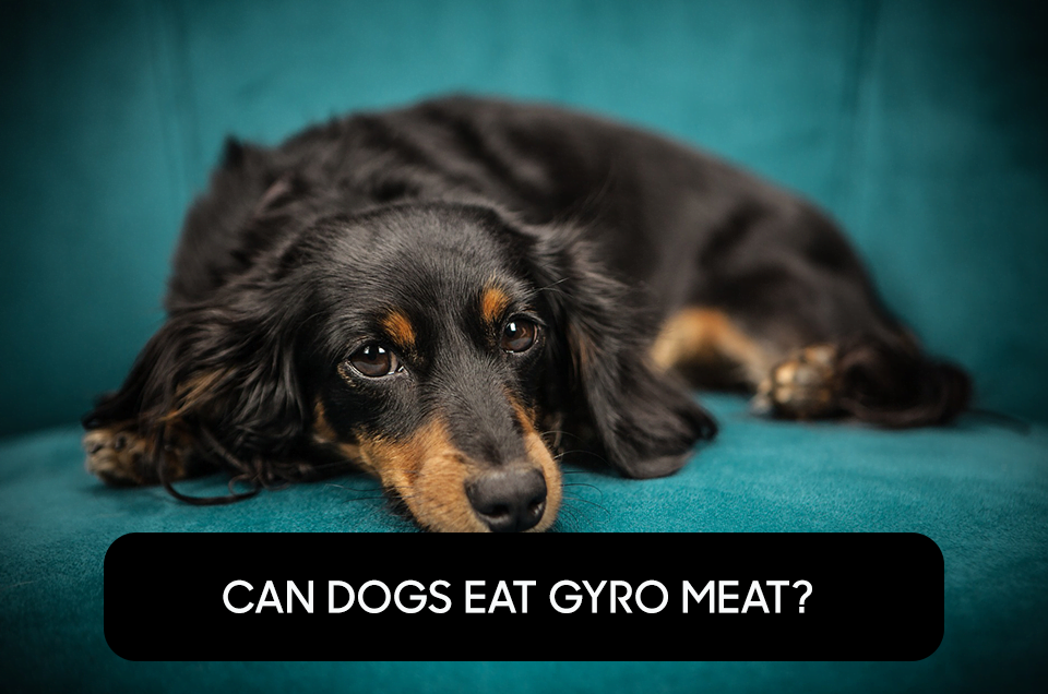 Can Dogs Eat Gyro Meat?