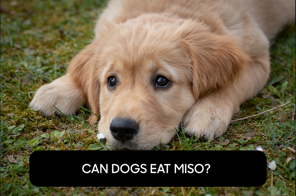 Can Dogs Eat Miso?