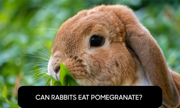 Can Rabbits Eat Pomegranate?