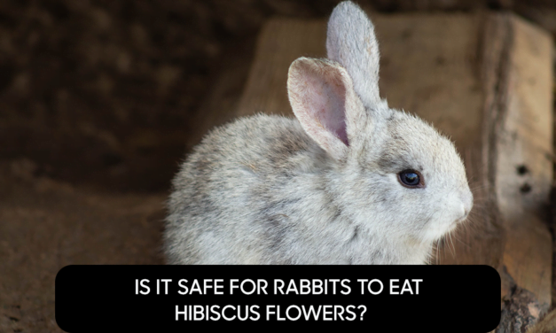 Is it Safe For Rabbits to Eat Hibiscus Flowers?