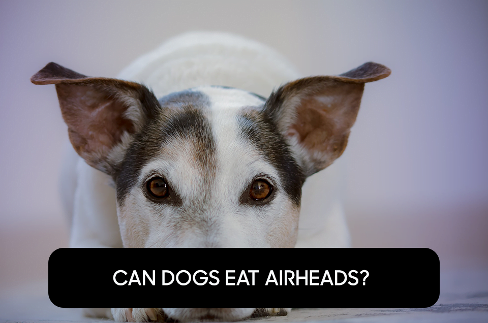 Can Dogs Eat Airheads?