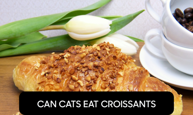 Can Cats Eat Croissants?