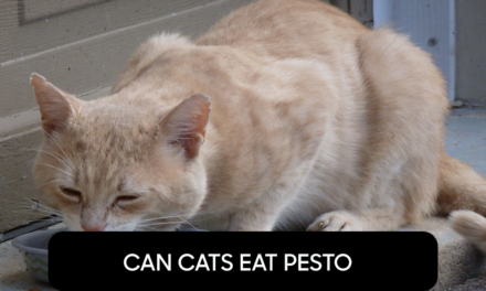 Can Cats Eat Pesto?