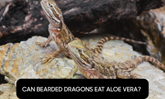 Can Bearded Dragons Eat Aloe Vera?
