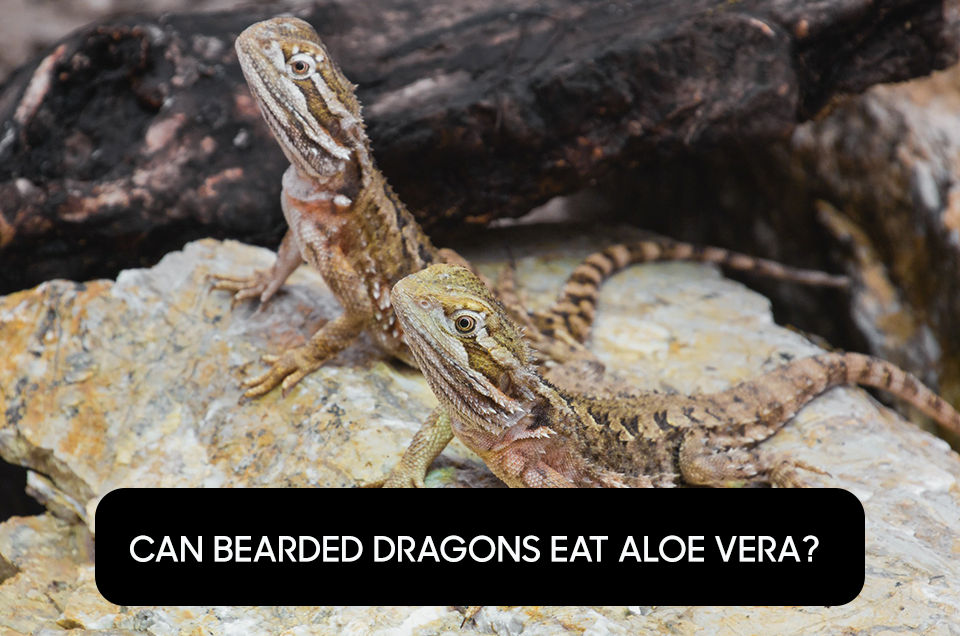 Can Bearded Dragons Eat Aloe Vera?