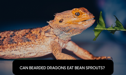Can Bearded Dragons Eat Bean Sprouts?