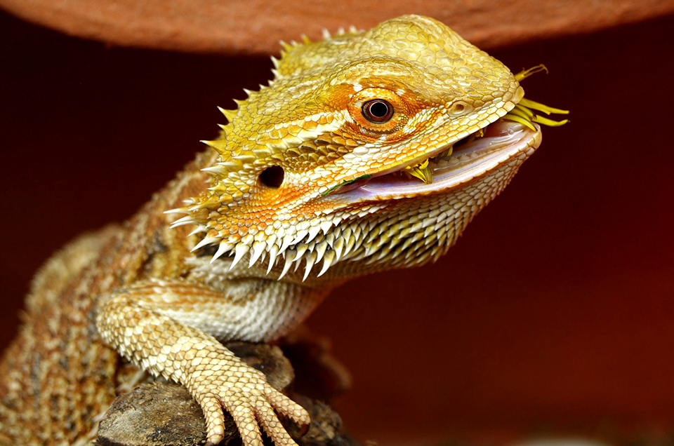 Can Bearded Dragons Eat Beetles