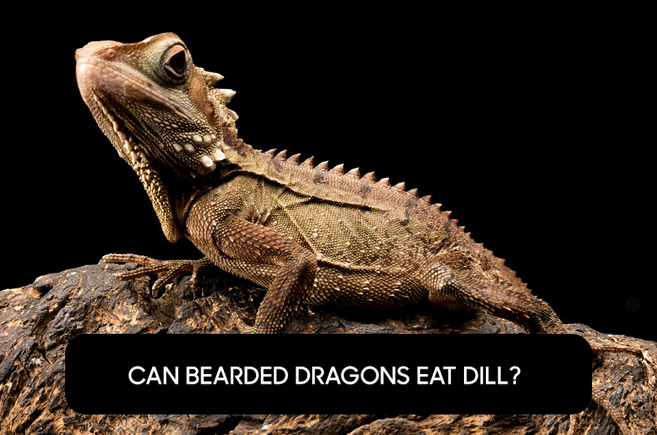 Can Bearded Dragons Eat Dill?