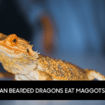 Can Bearded Dragons Eat Maggots?