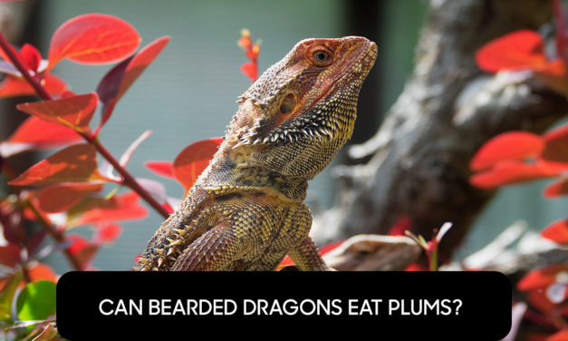 Can Bearded Dragons Eat Plums?