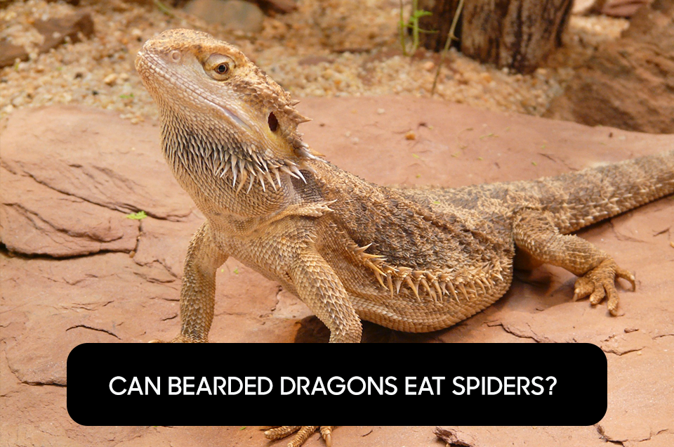 Can Bearded Dragons Eat Spiders?