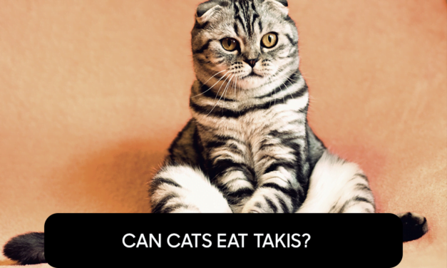 Can Cats Eat Takis?
