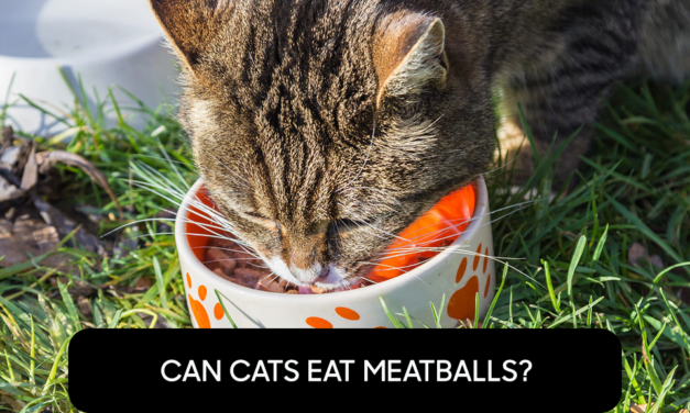 Can Cats Eat Meatballs?