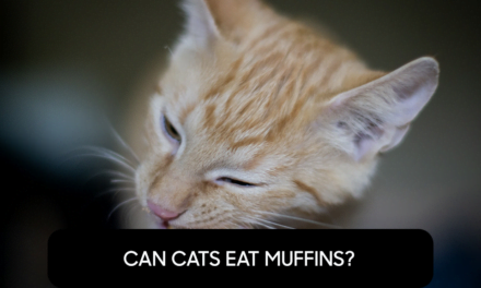 Can Cats Eat Muffins?