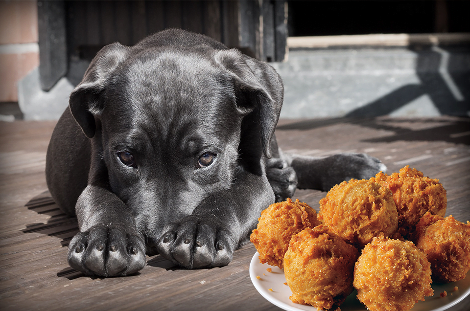 Can Dogs Eat Hush Puppies