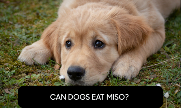 Can Dogs Eat Miso?