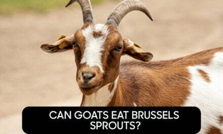 Can Goats Eat Brussels Sprouts?