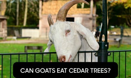 Can Goats Eat Cedar Trees?