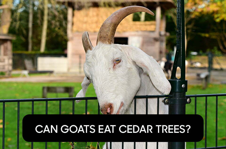 Can Goats Eat Cedar Trees?