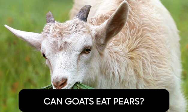 Can Goats Eat Pears?
