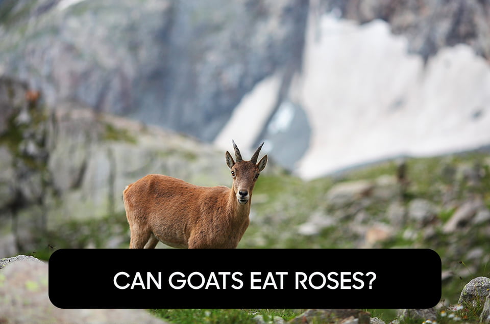 Can Goats Eat Roses?