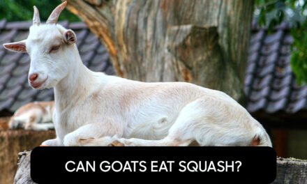 Can Goats Eat Squash?