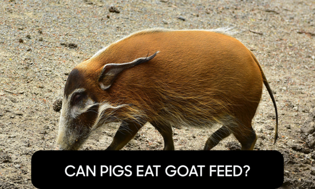 Can Pigs Eat Goat Feed?