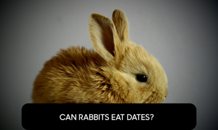 Can Rabbits Eat Dates?