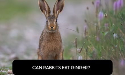 Can Rabbits Eat Ginger?