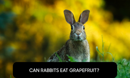 Can Rabbits Eat Grapefruit?