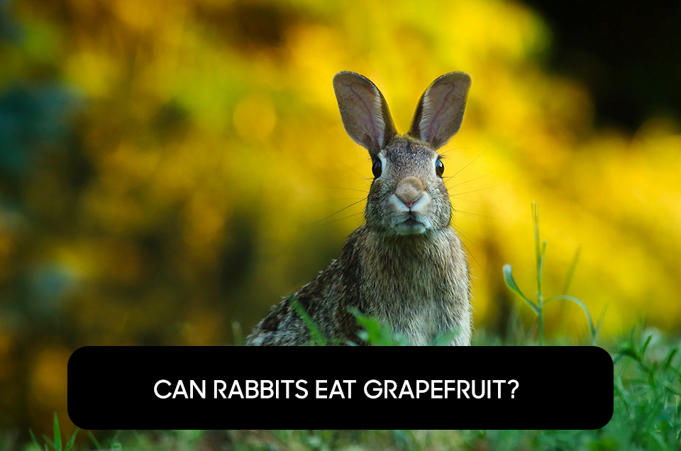 Can Rabbits Eat Grapefruit?