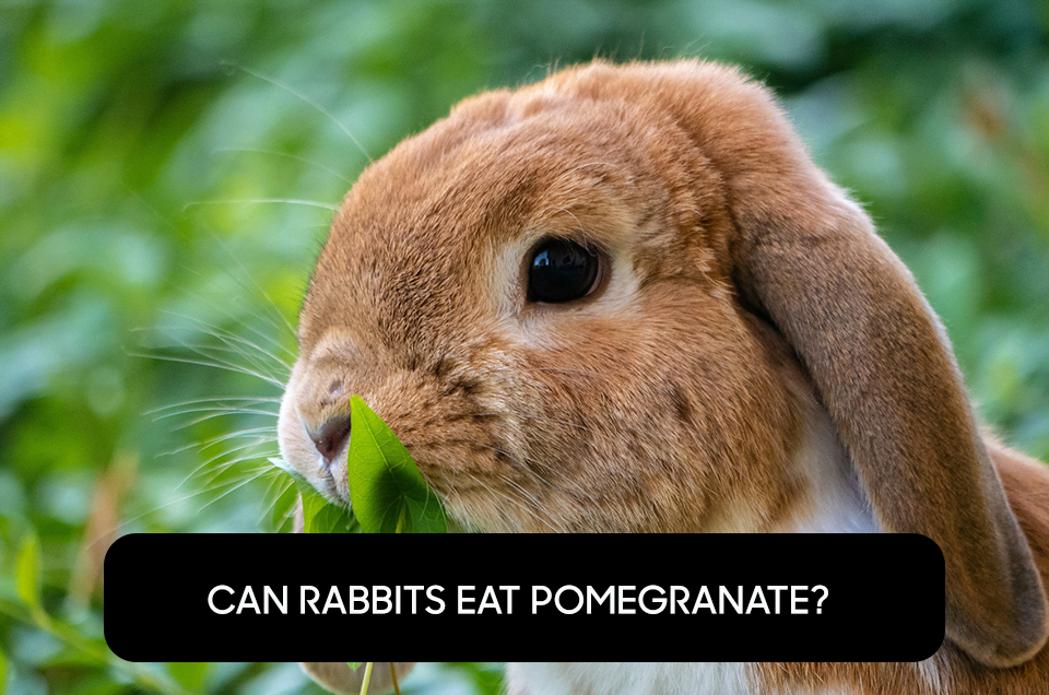 Can Rabbits Eat Pomegranate?