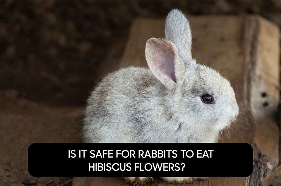 Is it Safe For Rabbits to Eat Hibiscus Flowers?