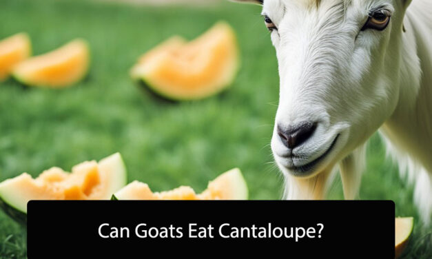 Can Goats Eat Cantaloupe? A Comprehensive Guide