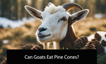 Can Goats Eat Pine Cones? A Comprehensive Guide