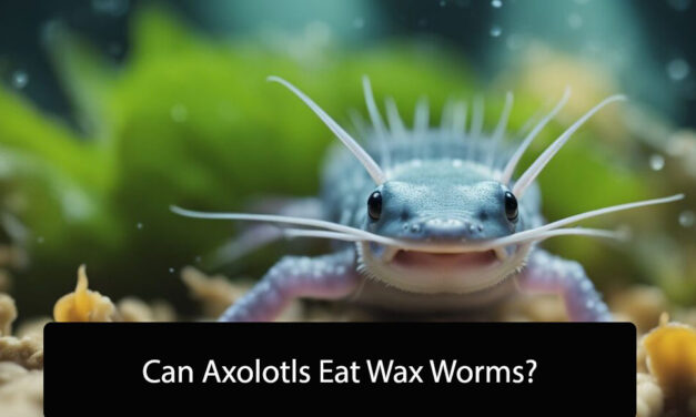 Can Axolotls Eat Wax Worms?